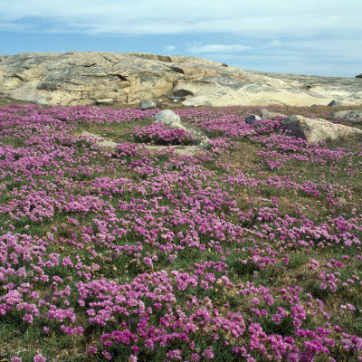 Wildflowers On A Rock by Ove Eriksson Pricing Limited Edition Print image