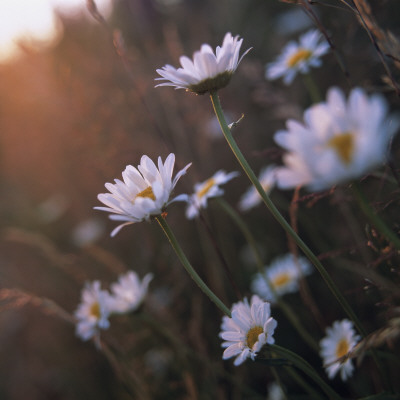 Ox-Eye Daisies by Lars Dahlstrom Pricing Limited Edition Print image
