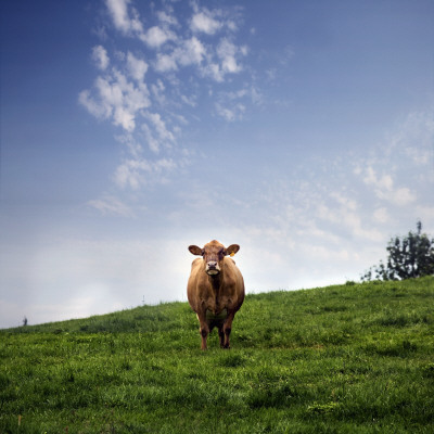 A Cow In Iceland by Gunnar Svanberg Skulasson Pricing Limited Edition Print image