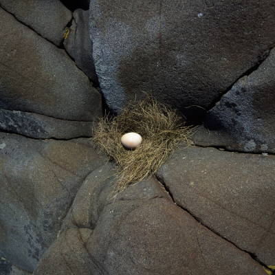 An Egg In A Nest Situated In A Cliff by Mikael Bertmar Pricing Limited Edition Print image