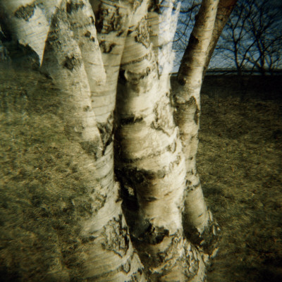 Triple Birch Stem by Malin Gezelius Pricing Limited Edition Print image