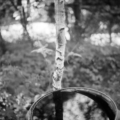 A Plastic Barrel Full Of Water, Standing By A Birch Tree by Maria Olsson Pricing Limited Edition Print image