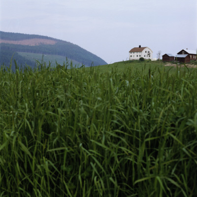 A Grass Field by Mikael Andersson Pricing Limited Edition Print image