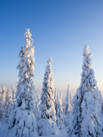 A Forest In Winter, Finland by Anders Ekholm Pricing Limited Edition Print image
