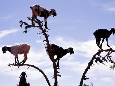 Goats In A Tree by Bjorn Wiklander Pricing Limited Edition Print image