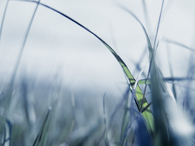 Close-Up Of Grass by Atli Mar Pricing Limited Edition Print image