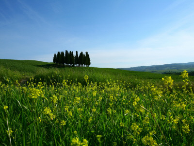 Cypress Trees In Tuscany In The Spring by Donna Corless Pricing Limited Edition Print image