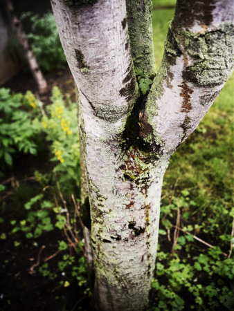 A Tree In A Garden In Reykjavik, Iceland by Gunnar Svanberg Skulasson Pricing Limited Edition Print image