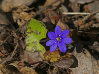 Close-Up Of A Wildflower by Ingemar Aourell Pricing Limited Edition Print image