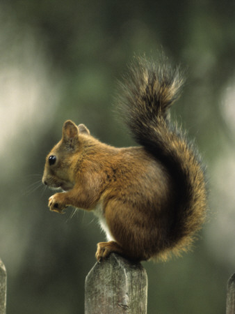 A Squirrel Sitting Upon A Wooden Fence by Hannu Hautala Pricing Limited Edition Print image
