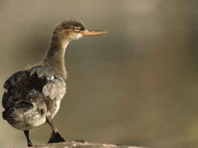A Young Red-Breasted Merganser by Hannu Hautala Pricing Limited Edition Print image