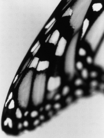Wing Of A Butterfly by Jann Lipka Pricing Limited Edition Print image