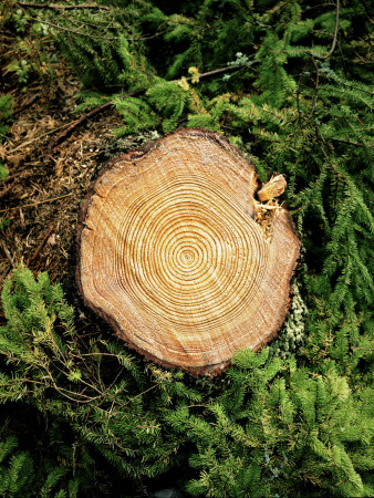 Freshly Cut Old Fir by Jann Lipka Pricing Limited Edition Print image