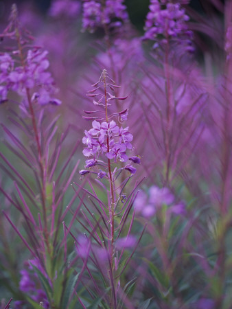 Close-Up Of Lavender Plants by Gunnar Larsson Pricing Limited Edition Print image
