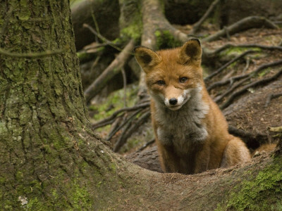 Fox Pup Sitting Near A Tree Trunk by Jorgen Larsson Pricing Limited Edition Print image