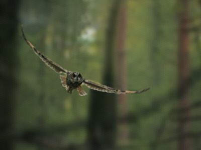 Owl Flying In The Forest by Jorgen Larsson Pricing Limited Edition Print image