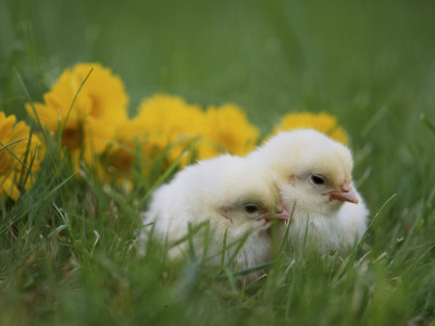 Two Chicks On The Grass by Jorgen Larsson Pricing Limited Edition Print image