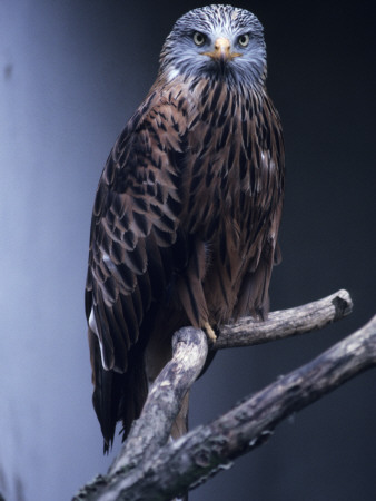 Portrait Of A Falcon by Jorgen Larsson Pricing Limited Edition Print image