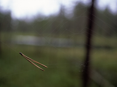 A Pine Needle Is Hanging In A Spider Web by Kalervo Ojutkangas Pricing Limited Edition Print image