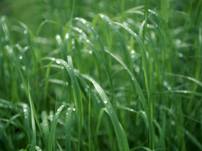 Dew Pearled Grass by Lars Astrom Pricing Limited Edition Print image