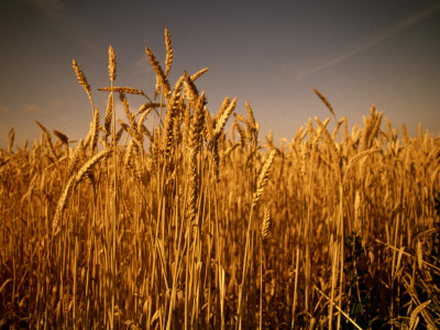 Ripe Wheat by Lars Astrom Pricing Limited Edition Print image