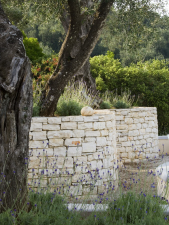Curved Dry Stone Walling Topped With Lavandula Retains Olive Tree Terrace, Designer: Gina Price by Clive Nichols Pricing Limited Edition Print image