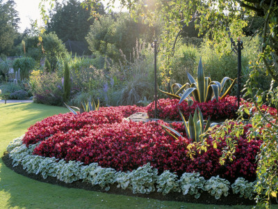 Well Bed In Walled Garden With Agave, Begonia 'Devil Red' And Pelargoniums, Cotswold Wildlife Park by Clive Nichols Pricing Limited Edition Print image