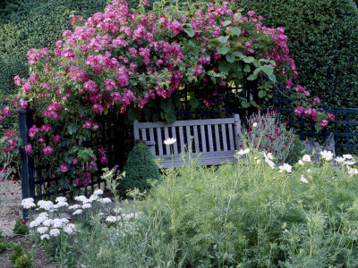 Wooden Bench With Pillar Rose Trained Over Trellis, White Cosmos And Yew Hedge by Clive Nichols Pricing Limited Edition Print image