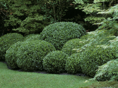 Japanese Garden Society By Borrowed Landscape Of Cloud Box Hedging, Chelsea by Clive Nichols Pricing Limited Edition Print image