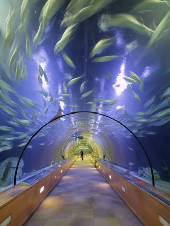 L'oceanografic, Valencia, 2003, Walkway Inside The Aquariums, Architect: Felix Candela by David Clapp Pricing Limited Edition Print image