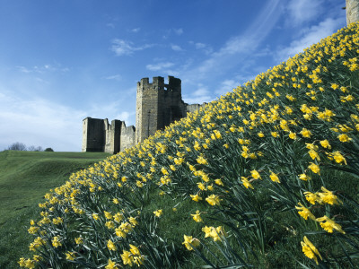 Warkworth Castle, Northumberland, England, Mound Covered With Daffodils by Colin Dixon Pricing Limited Edition Print image