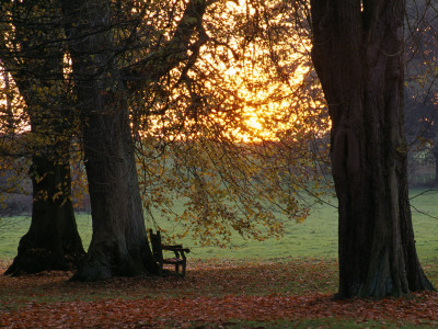 Harcourt Arboretum, Oxfordshire - A Seat In The Woodland Garden by Clive Nichols Pricing Limited Edition Print image