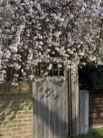 Spring Flowers Over A Residential Gate, Grove Park Near Chiswick, London by Natalie Tepper Pricing Limited Edition Print image