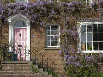 House With Wisteria, Kew, London by Natalie Tepper Pricing Limited Edition Print image