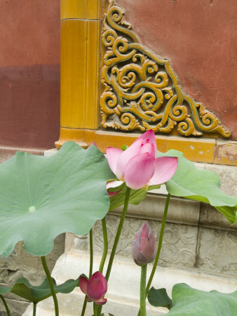 Lotus Flower Detail, Forbidden City / Imperial Palace, Beijing by Natalie Tepper Pricing Limited Edition Print image