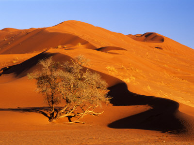 Elim Dune Overcomes An Acacia Tree, Sesriem, Namib Naukluft Park, Namibia by Charles Crust Pricing Limited Edition Print image