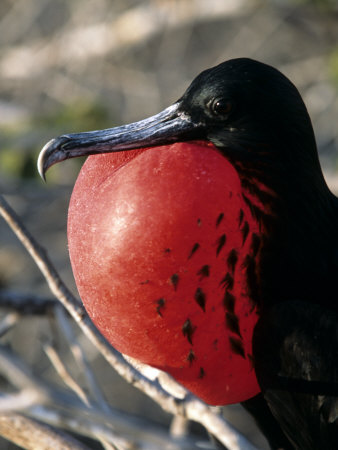 Frigate Bird Galapagos Islands, Ecuador by Michael Defreitas Pricing Limited Edition Print image