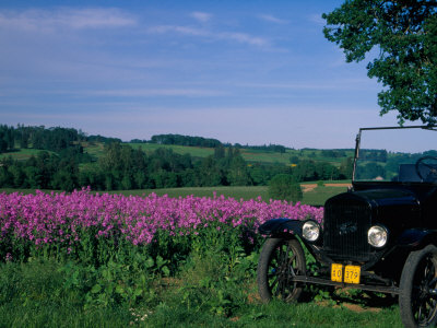 Ford Model T Near Crop Of Dames Rocket, Oregon, Usa by Julie Eggers Pricing Limited Edition Print image