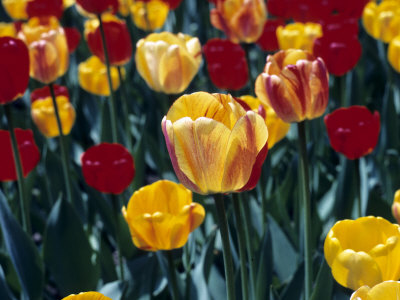 Tulips, Keukenhof Garden, Holland by Michael Defreitas Pricing Limited Edition Print image