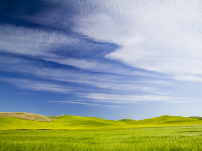 Fresh Spring Barley And Wheat Fields, Palouse Country, Washington, Usa by Terry Eggers Pricing Limited Edition Print image