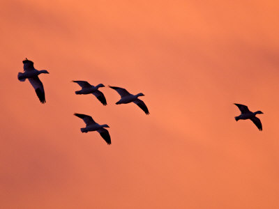 Snow Geese, Bosque Del Apache National Wildlife Refuge, Socorro, New Mexico, Usa by Larry Ditto Pricing Limited Edition Print image