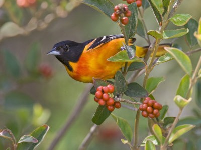 Baltimore Oriole In Fiddlewood Bush, South Padre Island, Texas, Usa by Larry Ditto Pricing Limited Edition Print image