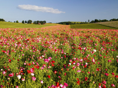 Cosmos Field In Bloom, Willamette Valley, Oregon, Usa by Terry Eggers Pricing Limited Edition Print image