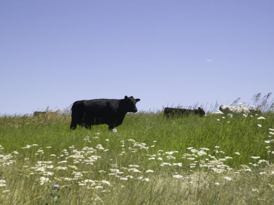 Cows Grazing With Wildflowers, Grangeville, Idaho, Usa by Terry Eggers Pricing Limited Edition Print image