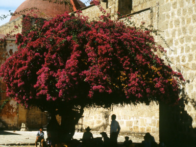 Under The Bougainvilea, Oaxaca by Eloise Patrick Pricing Limited Edition Print image