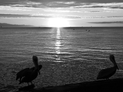 Pelicans' Silhouette, Santa Barbara Harbor by Eloise Patrick Pricing Limited Edition Print image