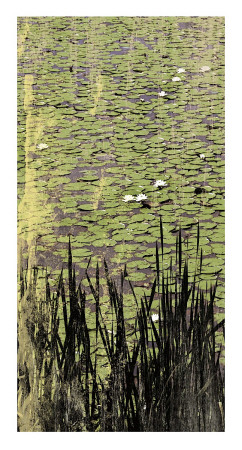 Lily Pond I by Erin Clark Pricing Limited Edition Print image