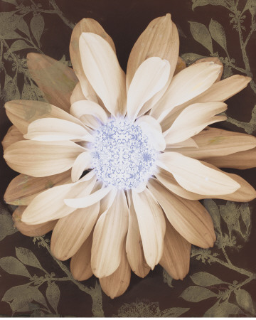 Velvet Daisy I by Matina Theodosiou Pricing Limited Edition Print image