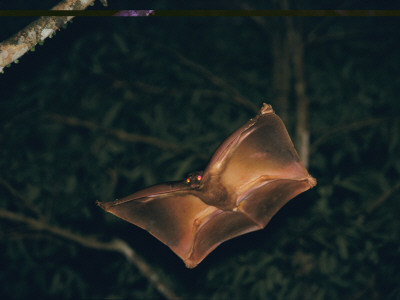 A Male Flying Lemur With Gliders Open To Full Span by Tim Laman Pricing Limited Edition Print image