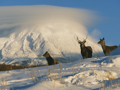 A Group Of Sika Deer, Cervus Nippon, Stand In A Snowy Landscape by Tim Laman Pricing Limited Edition Print image